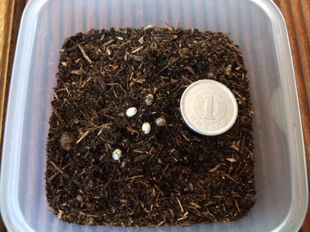 カブトムシの育成に挑戦